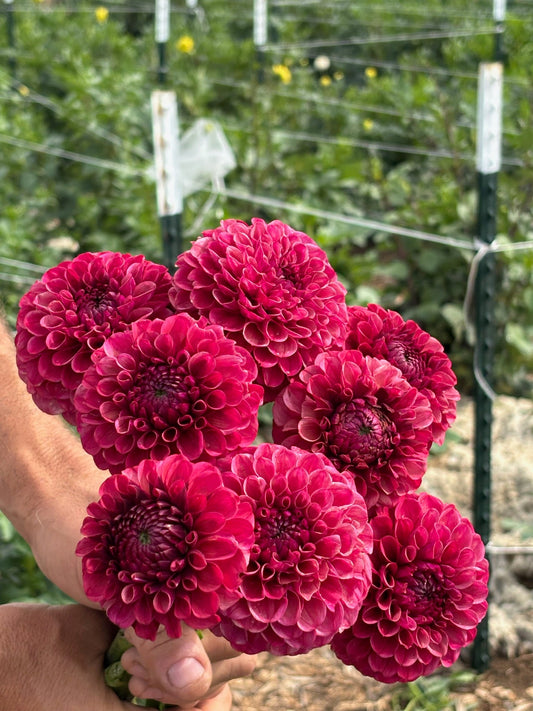 Mission Gypsy dahlia tuber - Pedaling Petals