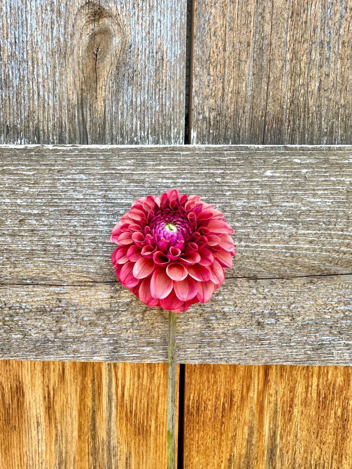 Mission Gypsy dahlia tuber - Pedaling Petals