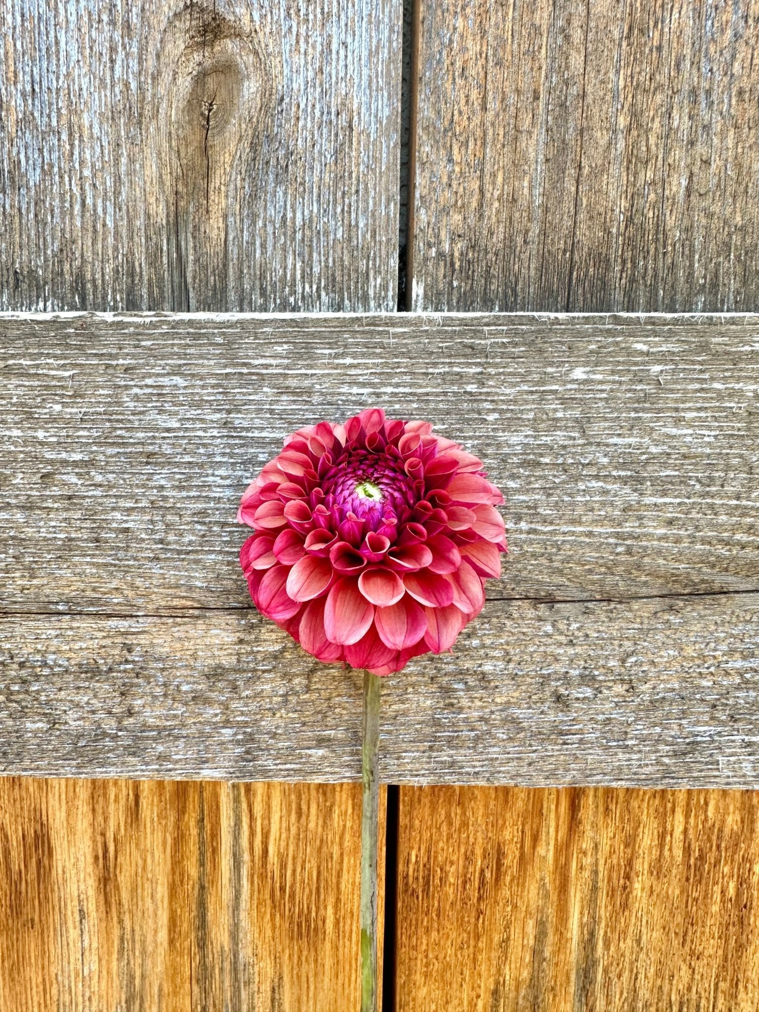 Mission Gypsy dahlia tuber - Pedaling Petals