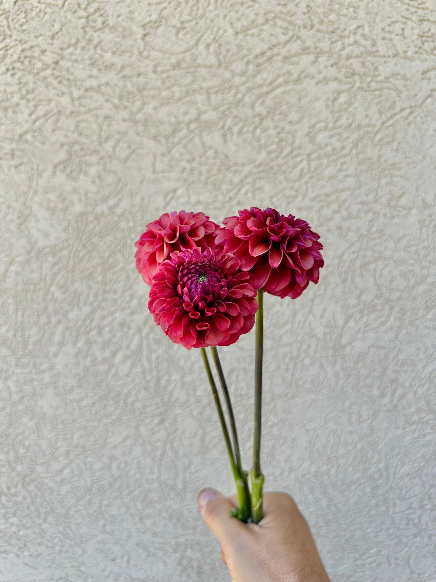 Mission Gypsy dahlia tuber - Pedaling Petals