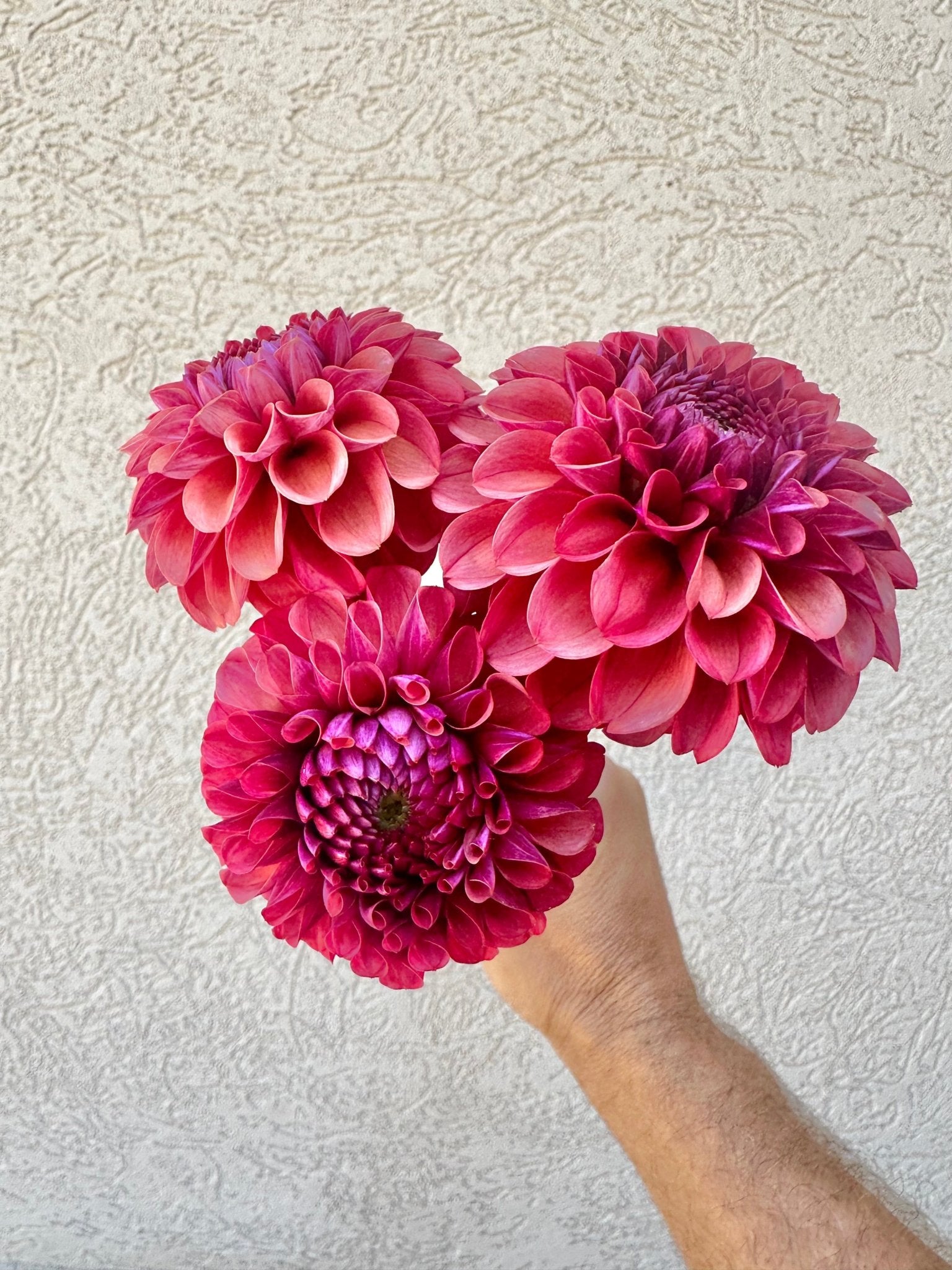 Mission Gypsy dahlia tuber - Pedaling Petals