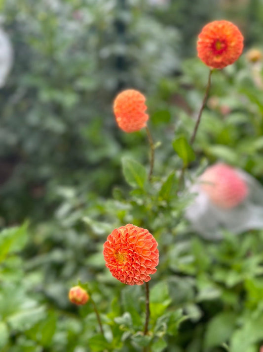 Ms Kennedy dahlia tuber - Pedaling Petals