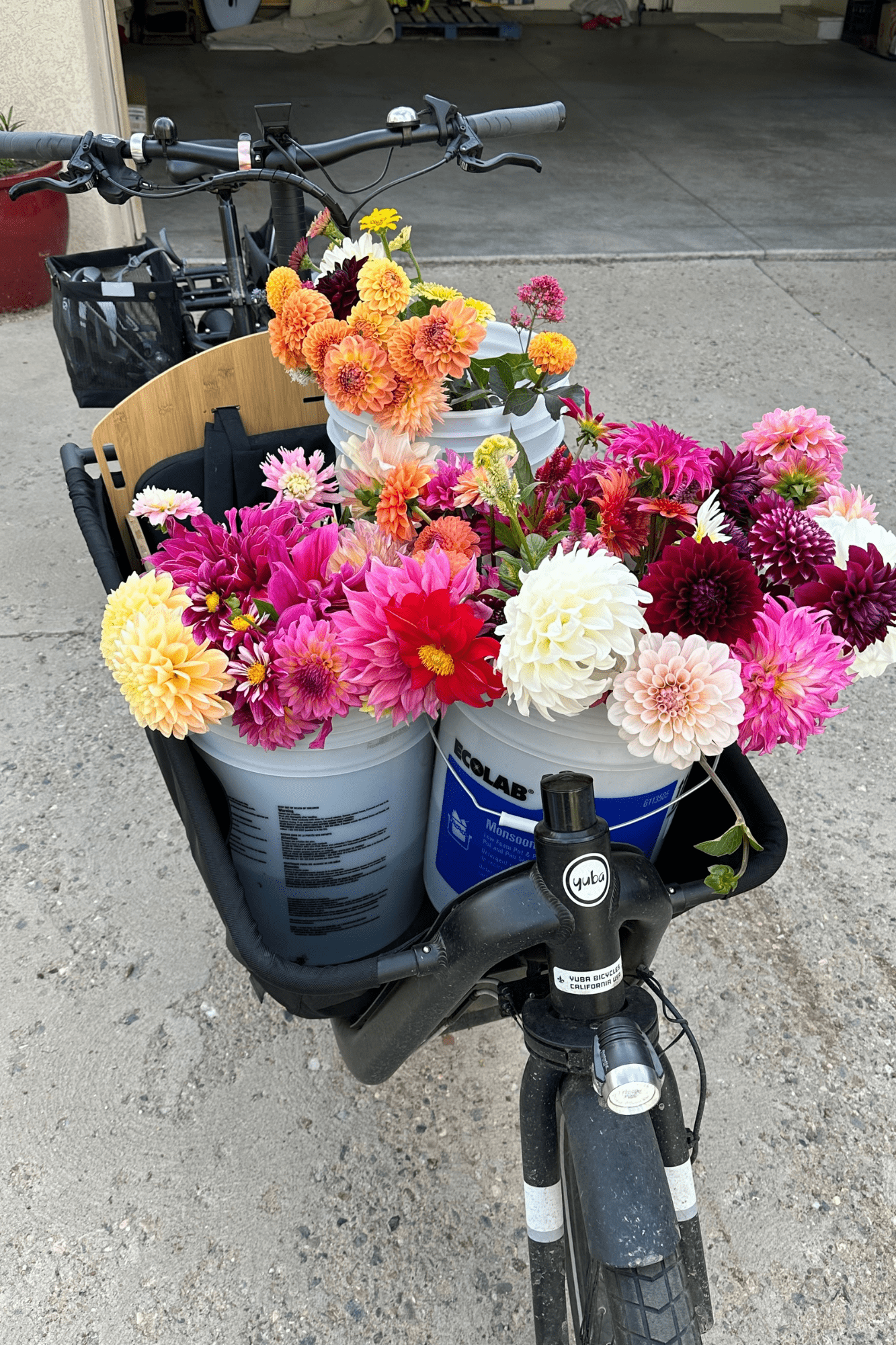 Mystery dahlia tuber collection - Pedaling Petals