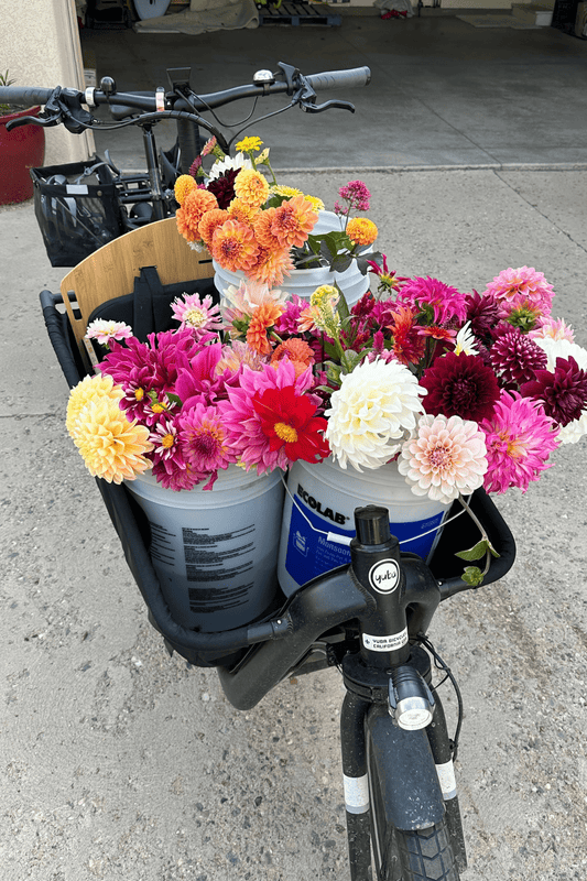 Mystery dahlia tuber collection - Pedaling Petals