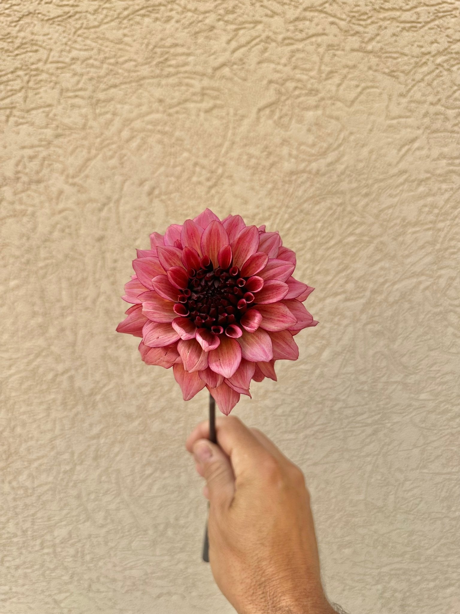 Night Silence dahlia tuber - Pedaling Petals