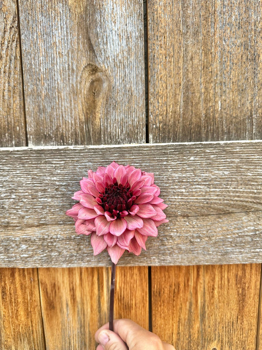 Night Silence dahlia tuber - Pedaling Petals