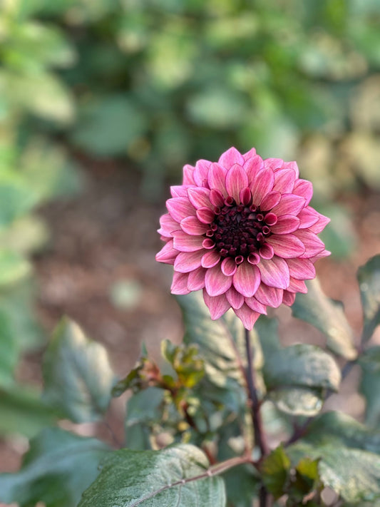 Night Silence dahlia tuber - Pedaling Petals
