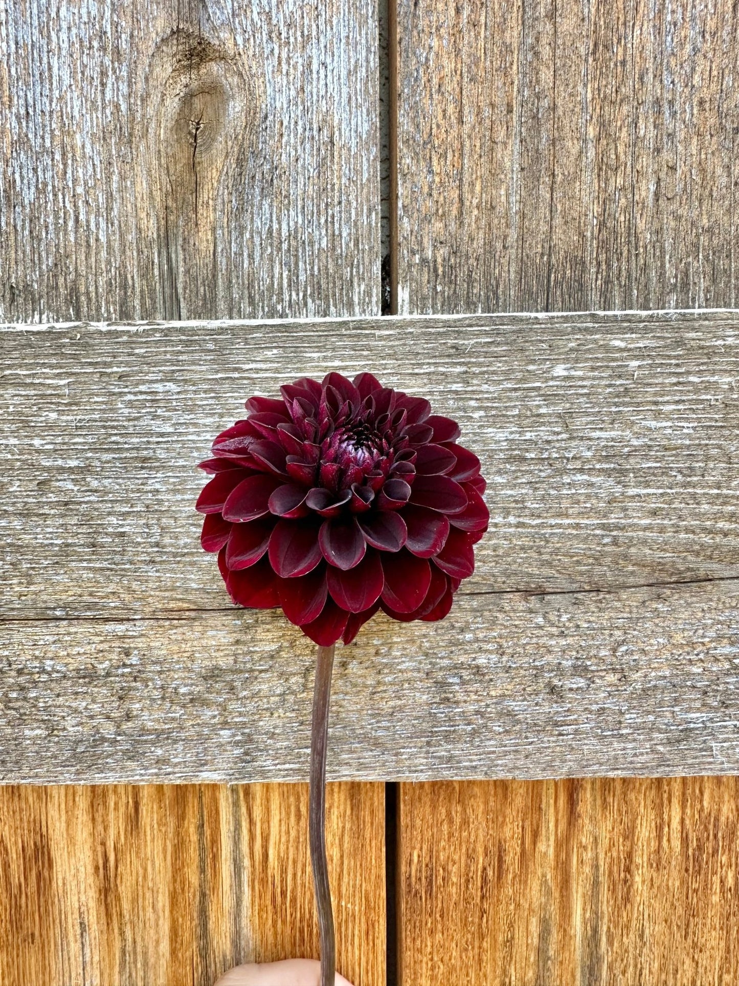Nighty night dahlia - Pedaling Petals