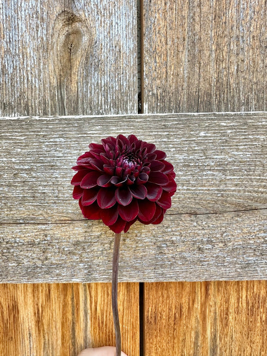 Nighty night dahlia - Pedaling Petals