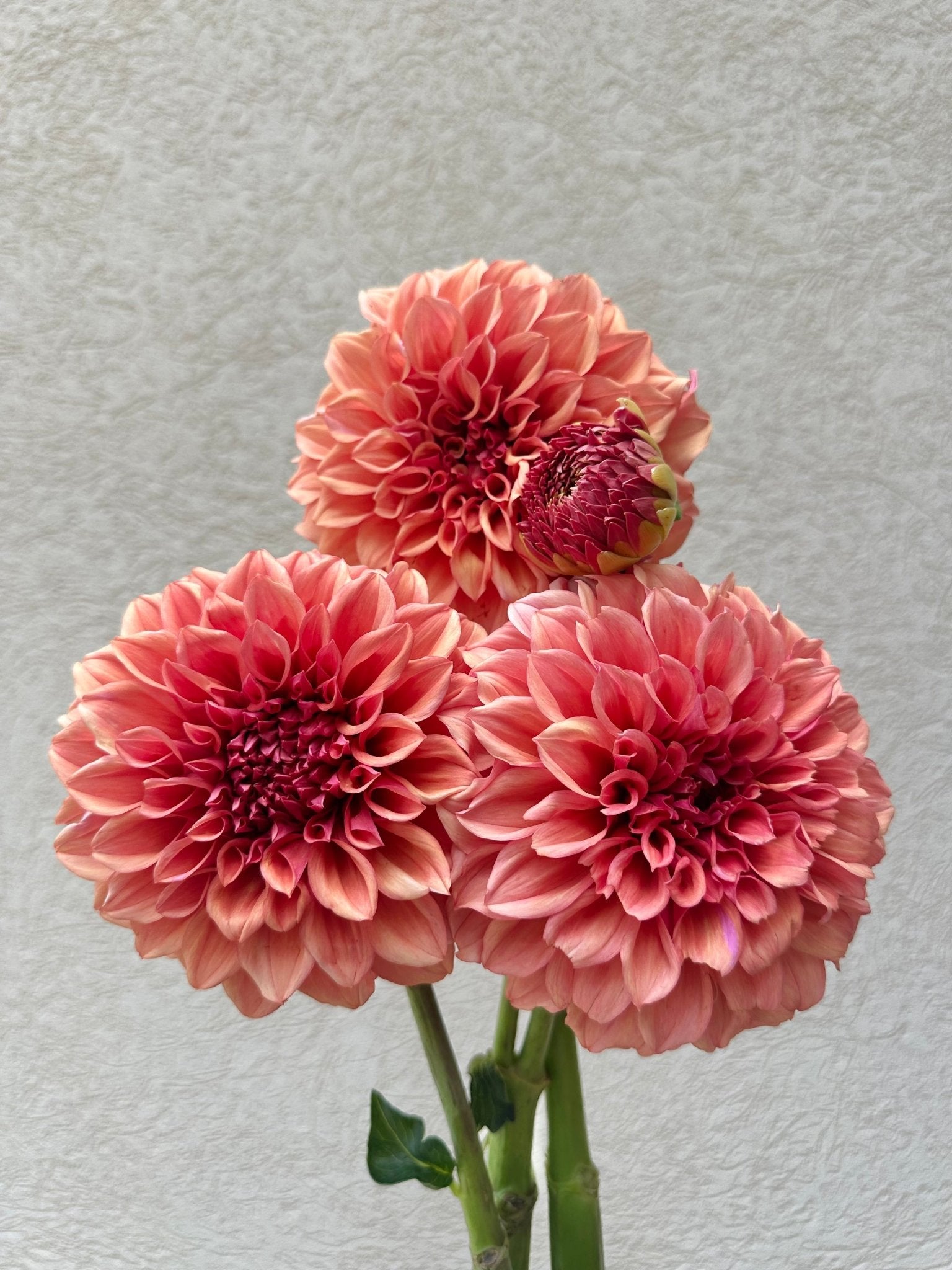 Orange Globe dahlia - Pedaling Petals