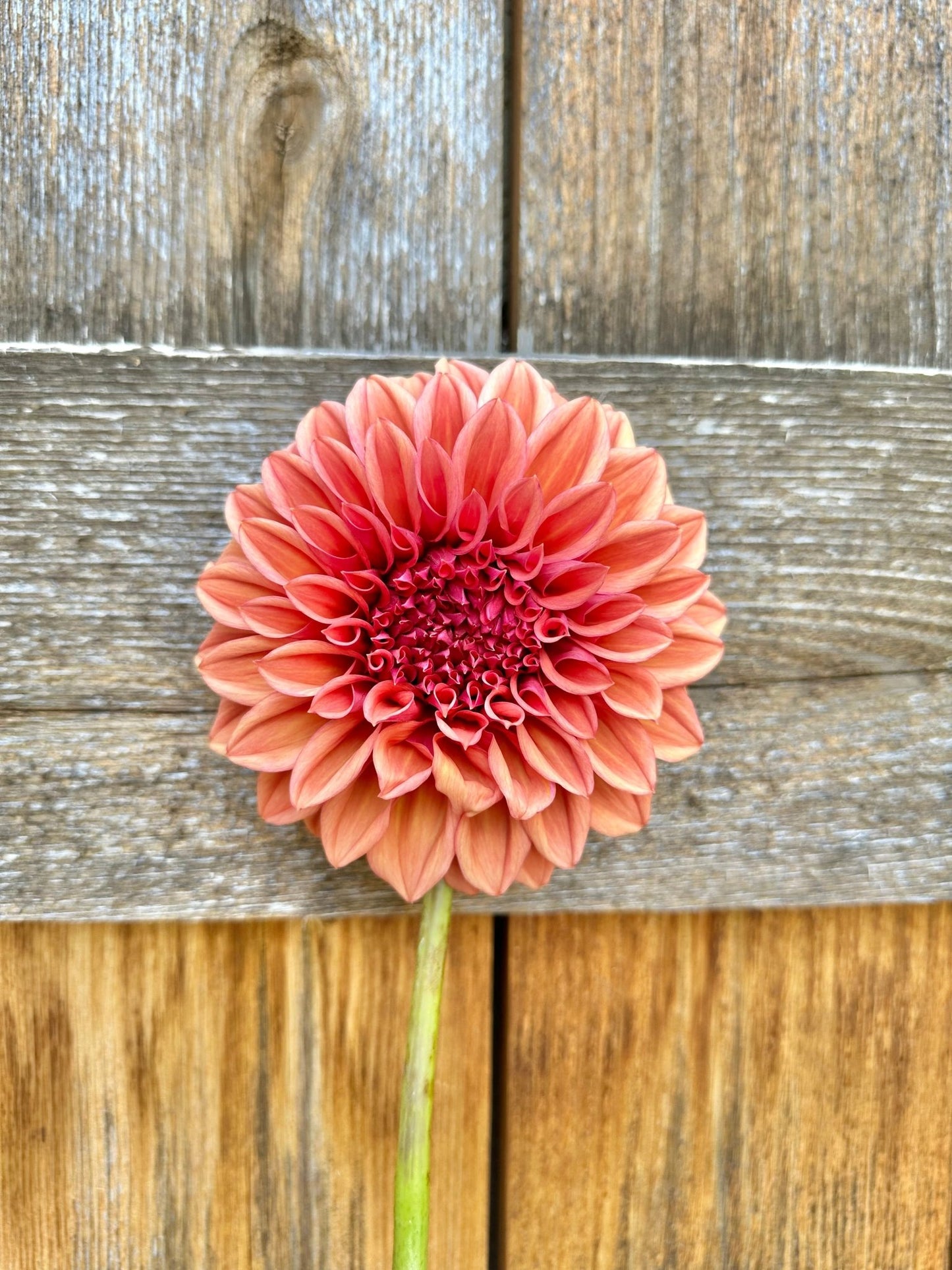 Orange Globe dahlia - Pedaling Petals