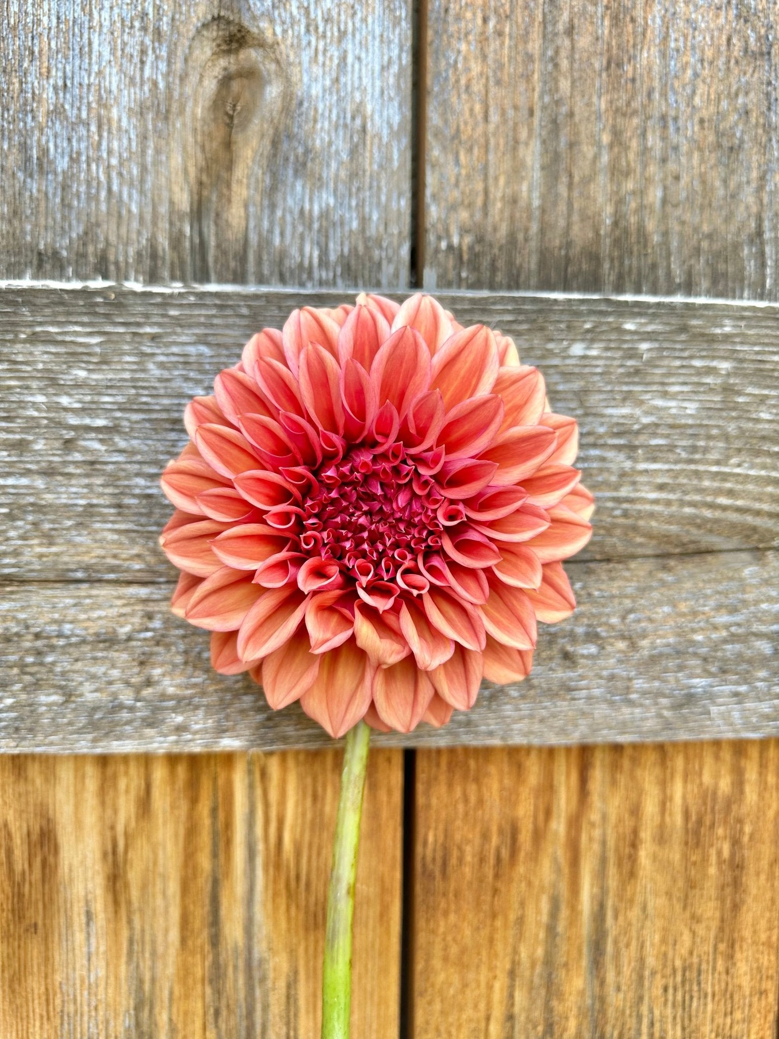 Orange Globe dahlia - Pedaling Petals