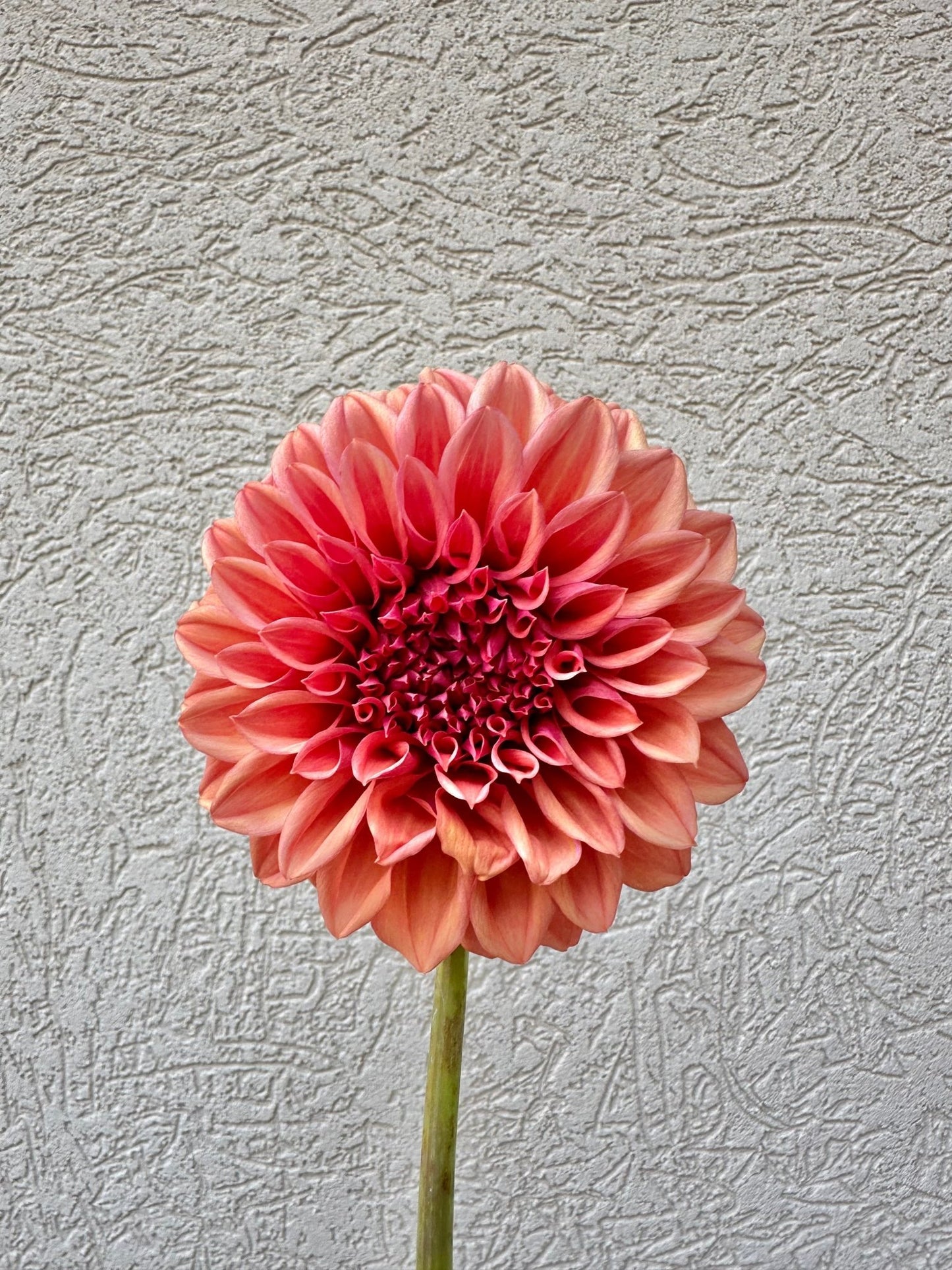 Orange Globe dahlia - Pedaling Petals