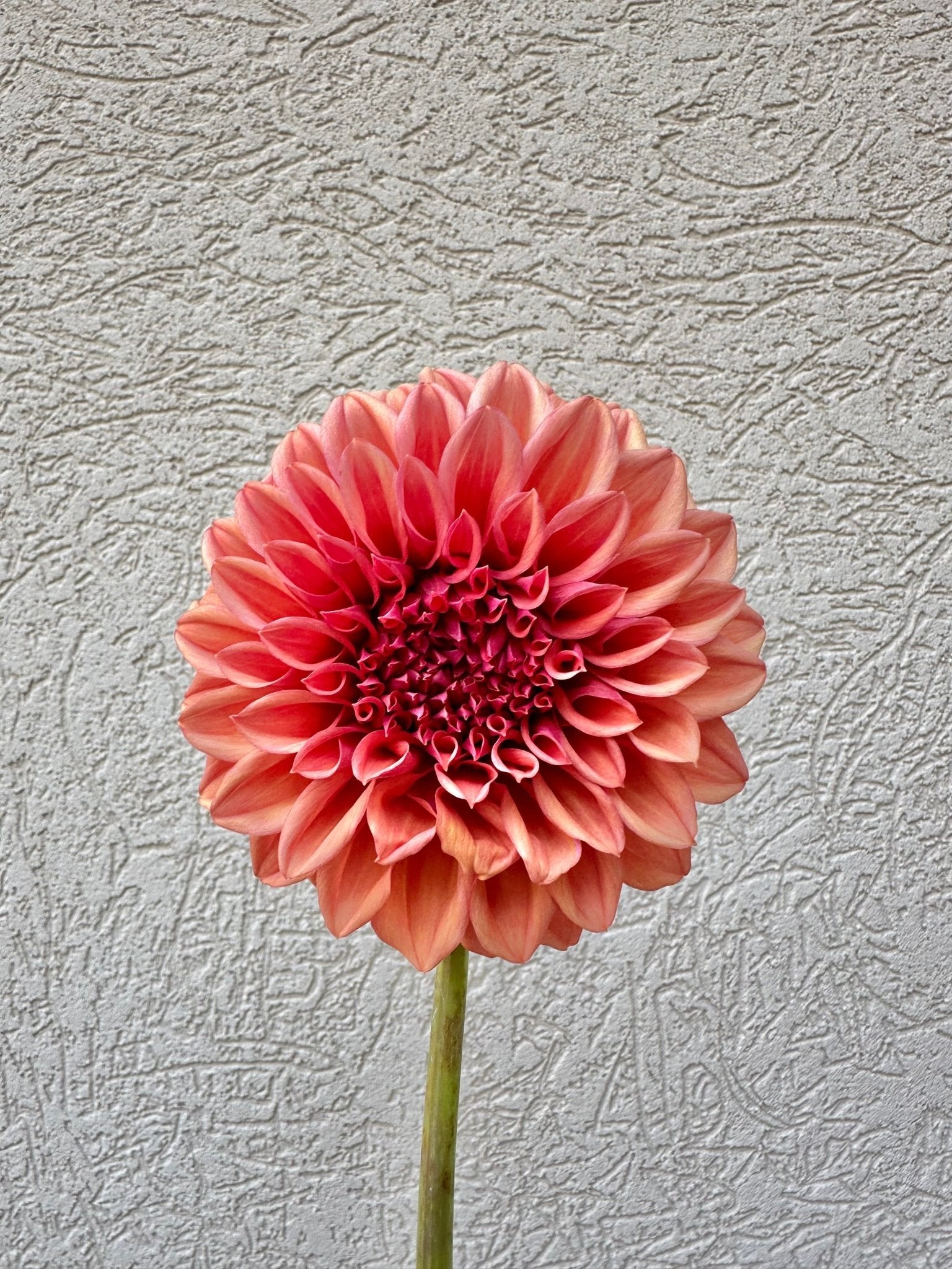 Orange Globe dahlia - Pedaling Petals