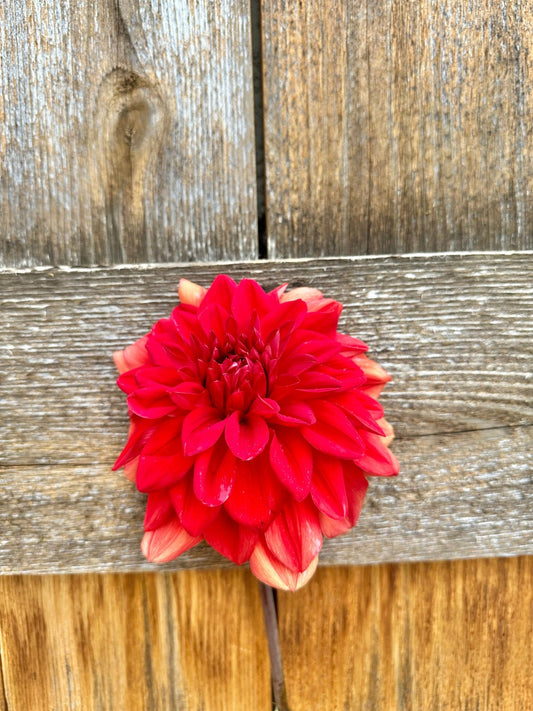 Patricia Ann’s Sunset Dahlia tuber - Pedaling Petals