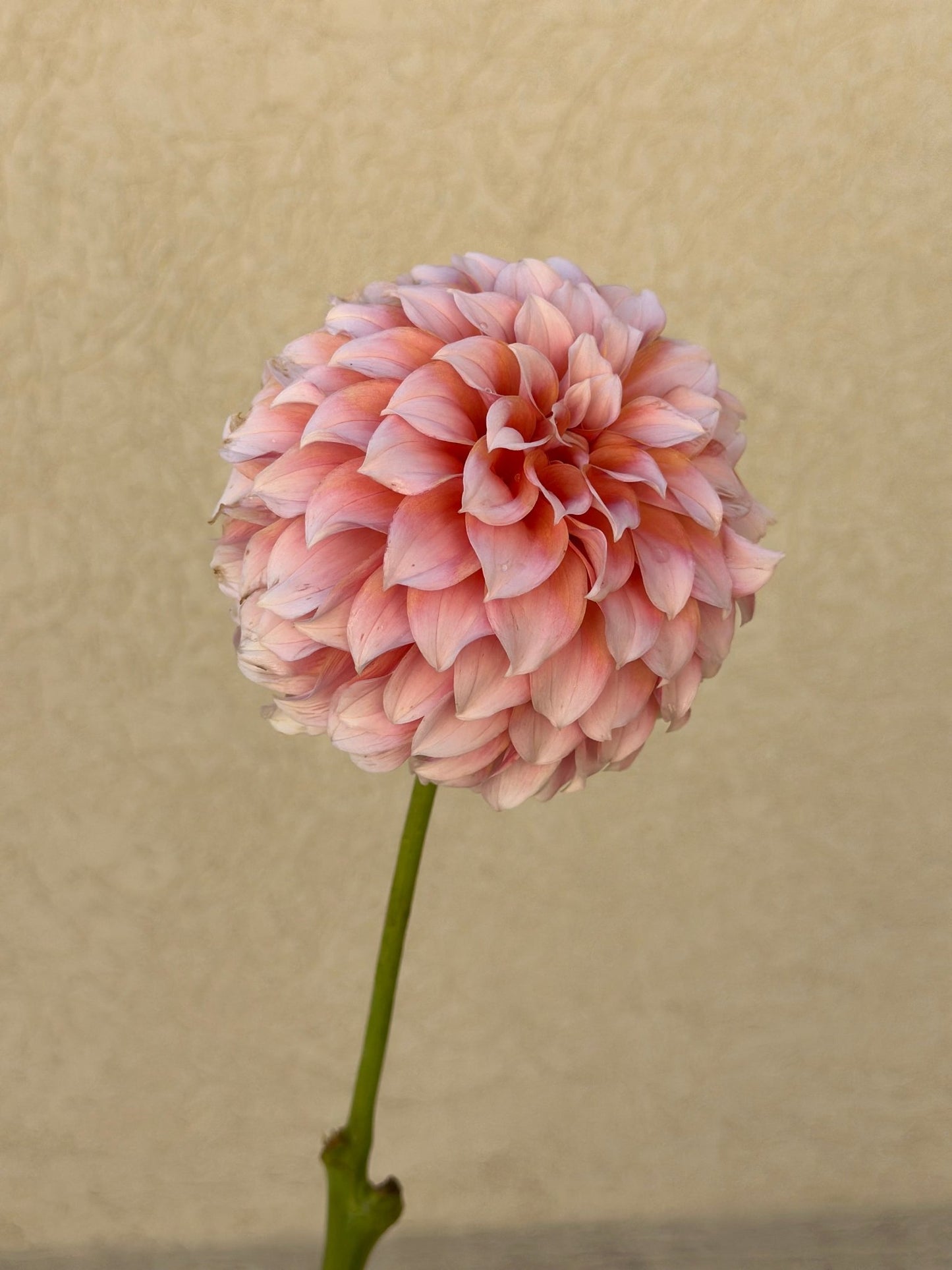 Peaches n cream dahlia - Pedaling Petals