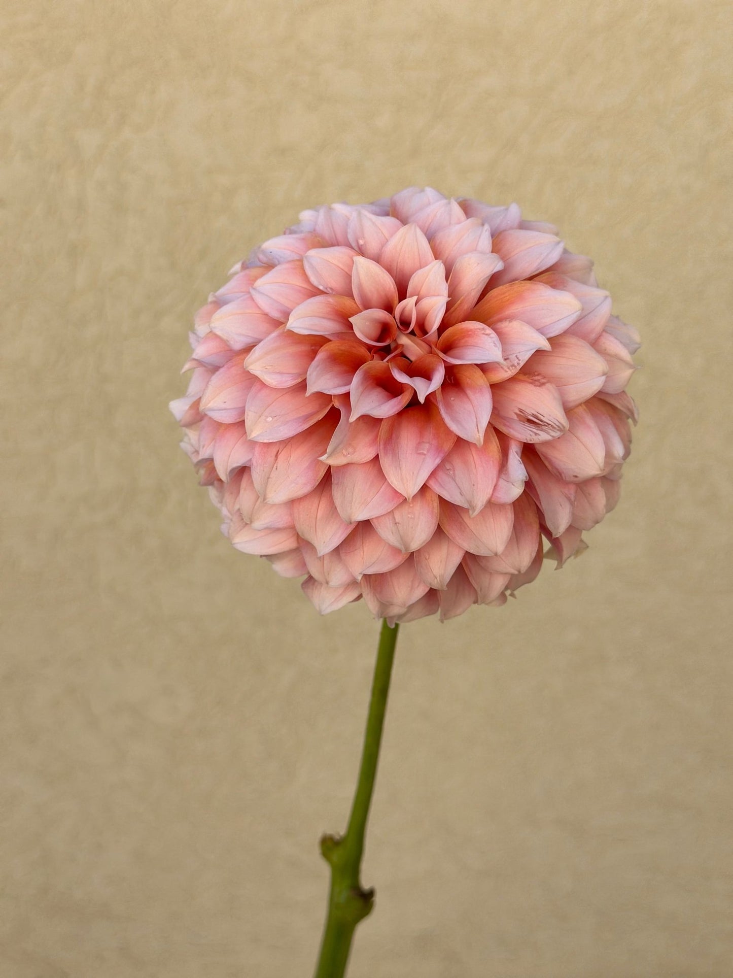 Peaches n cream dahlia - Pedaling Petals