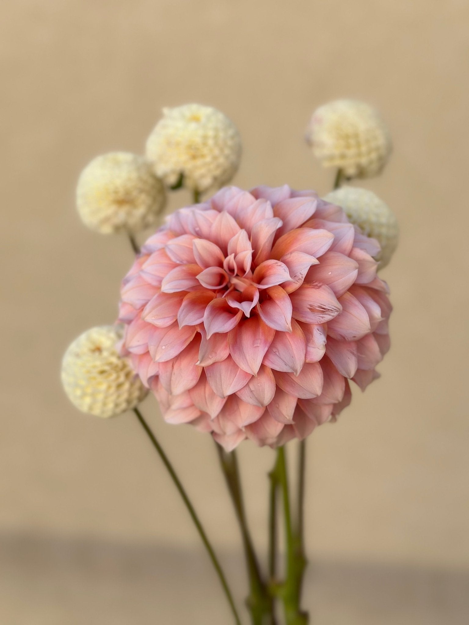 Peaches n cream dahlia - Pedaling Petals