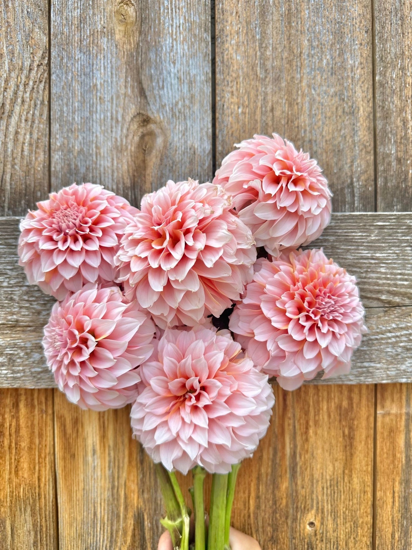 Peaches n cream dahlia - Pedaling Petals
