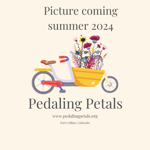 Pink Pearl dahlia - Pedaling Petals