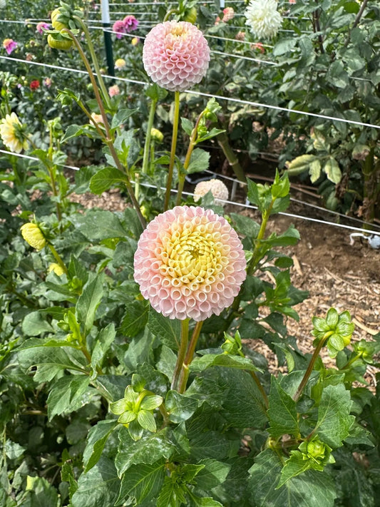 POM dahlia bloom - Pedaling Petals