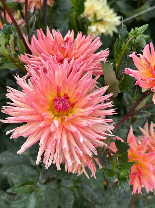 Preference dahlia tuber 5 pack - Pedaling Petals