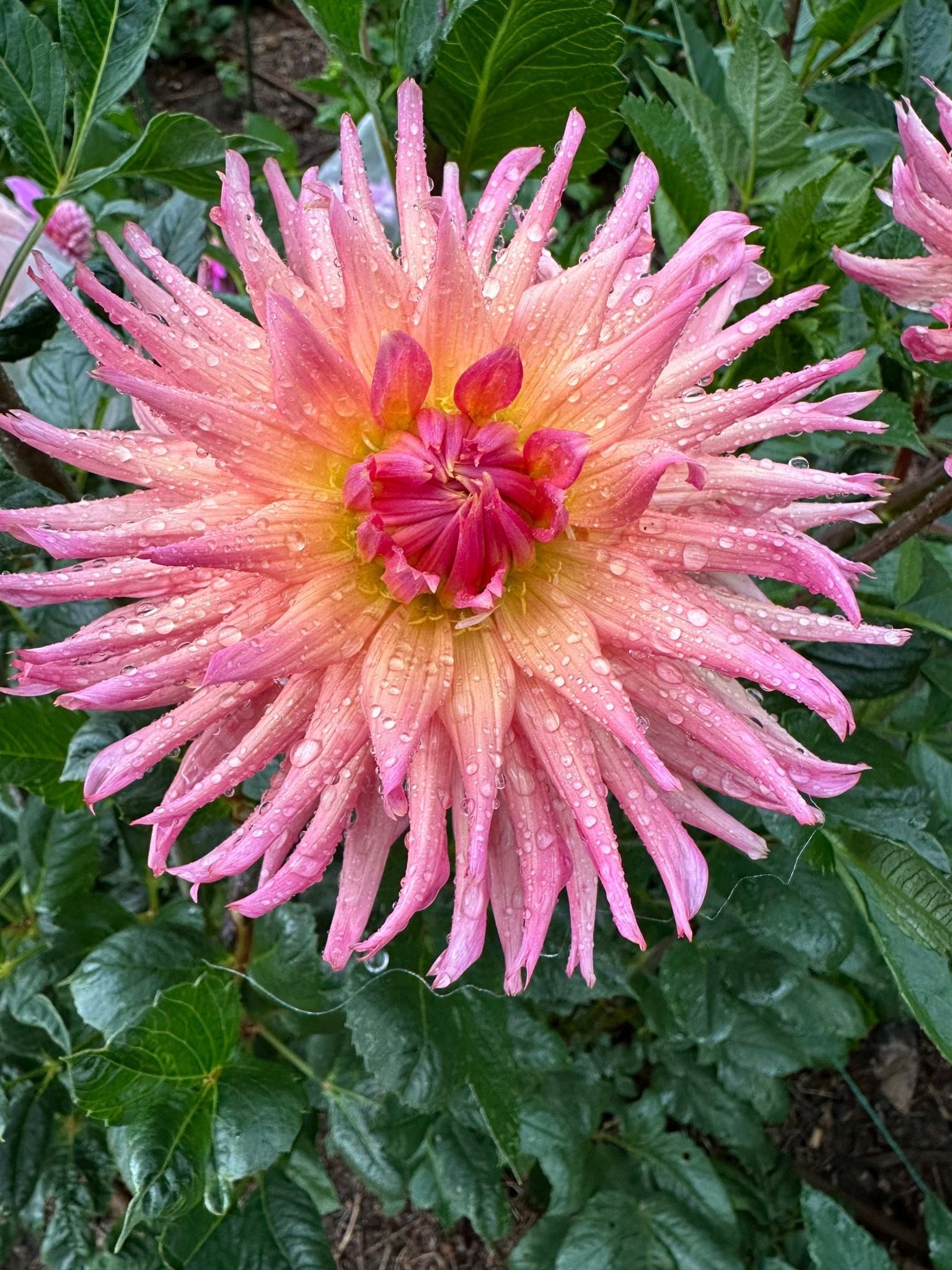 Preference dahlia tuber 5 pack - Pedaling Petals