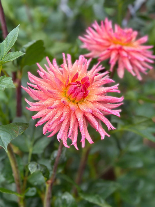 Preference dahlia tuber 5 pack - Pedaling Petals