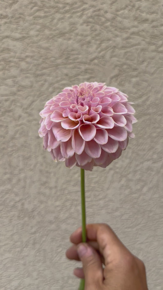 KA’s Cinder Rose dahlia