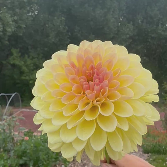 KA’s® Apricot Kiss dahlia