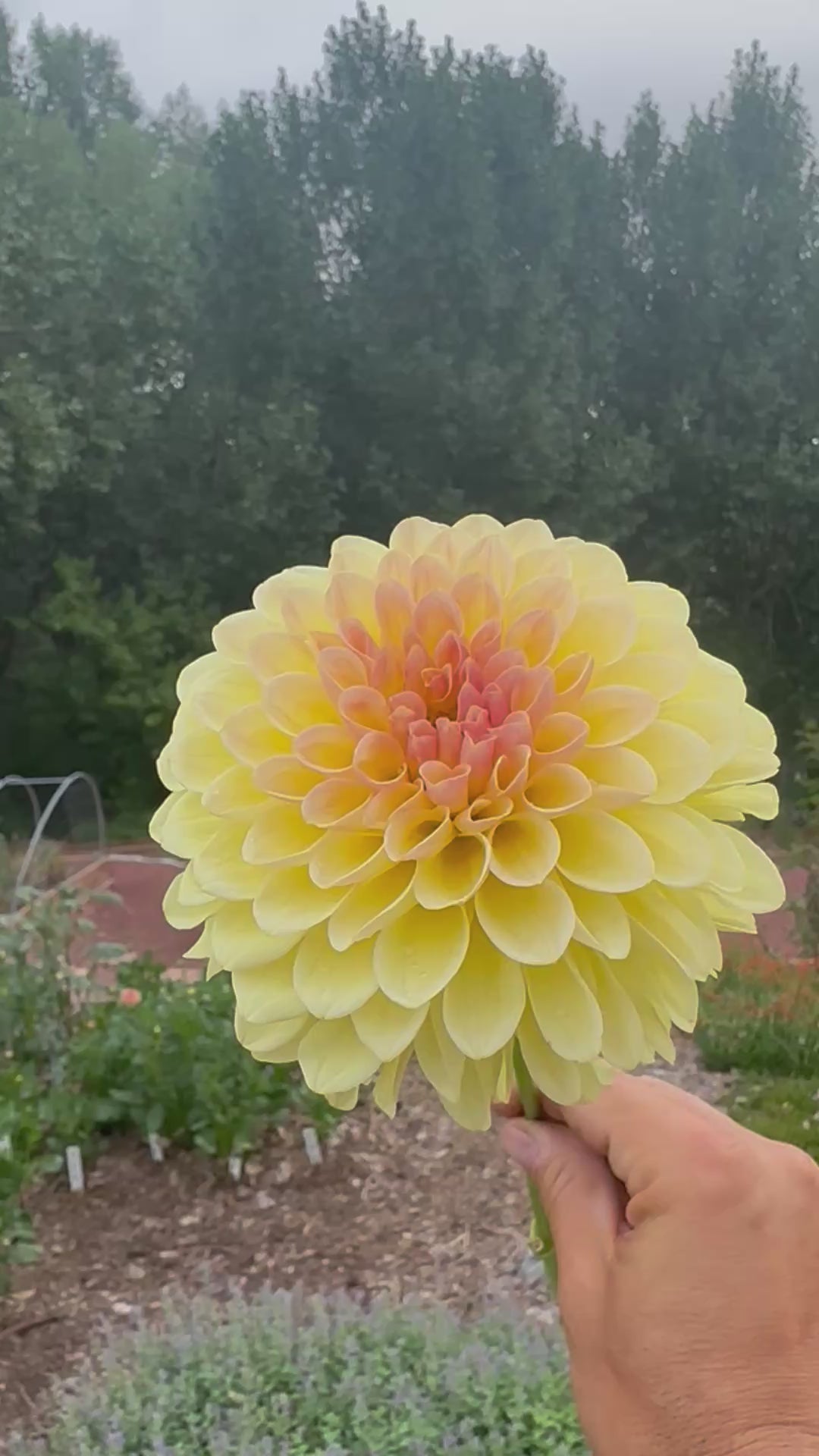 KA’s® Apricot Kiss dahlia