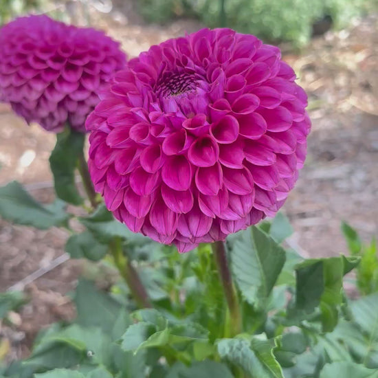 KA’s® Grandma Syb dahlia