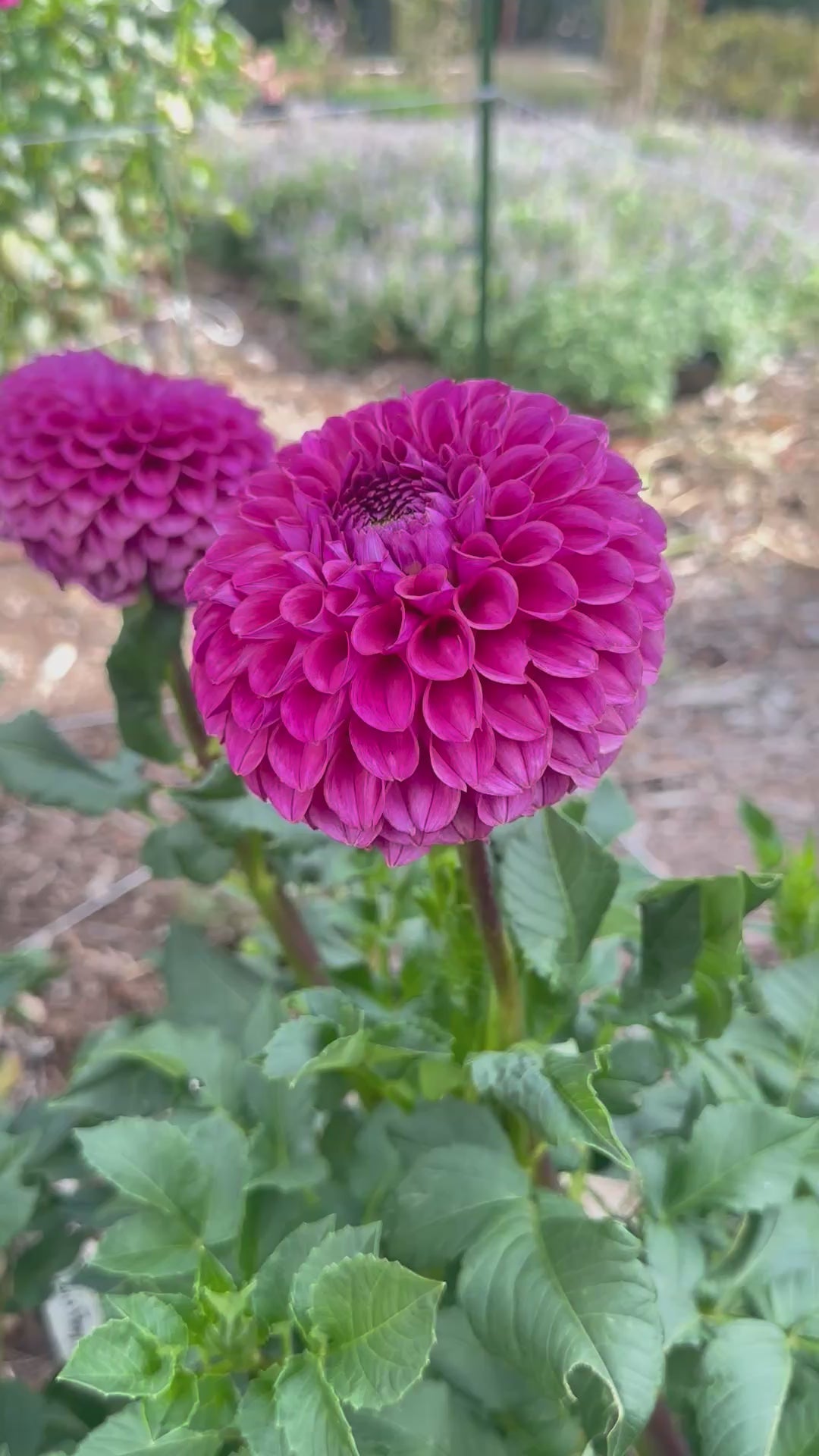 KA’s® Grandma Syb dahlia