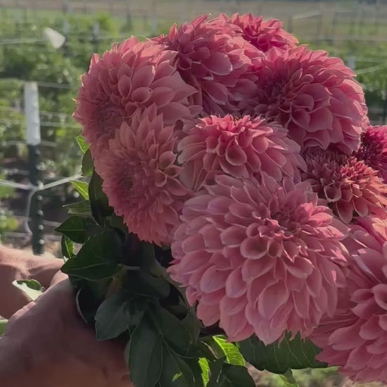 KA’s Coral Sea dahlia