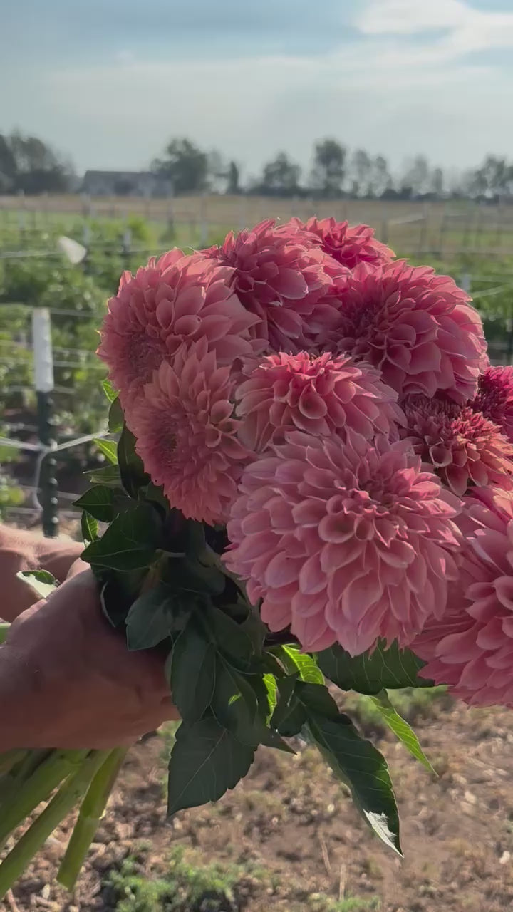 KA’s Coral Sea dahlia