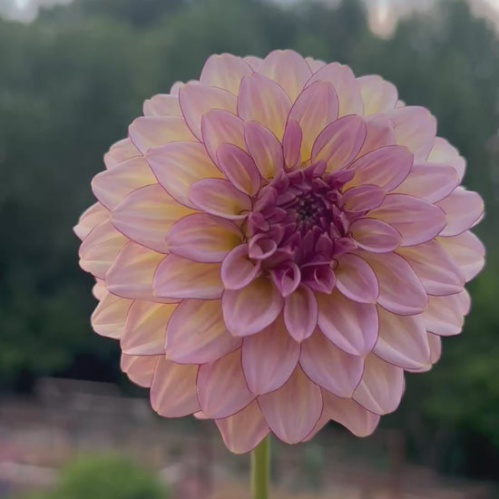RM Mirage dahlia