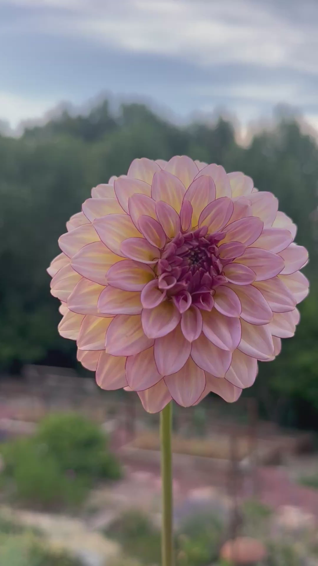 RM Mirage dahlia
