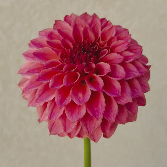 KA’s Coral Sea dahlia