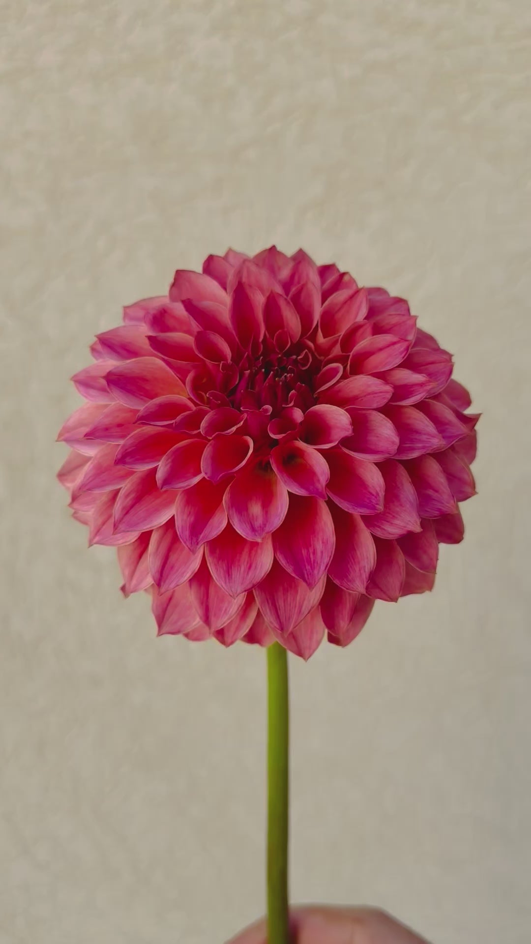 KA’s Coral Sea dahlia