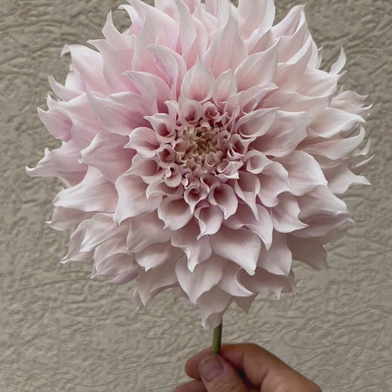 KA’s Lavender Blush dahlia