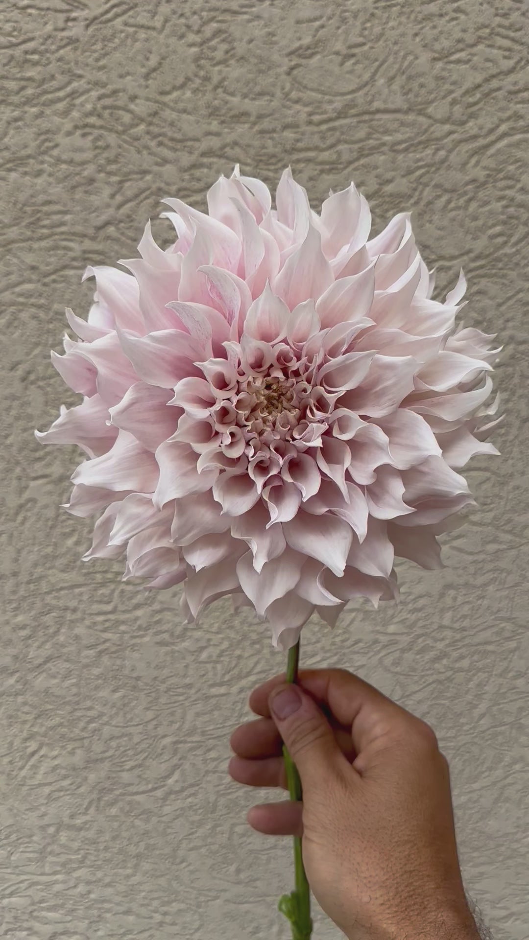 KA’s Lavender Blush dahlia