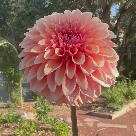 KA’s® Whisper dahlia