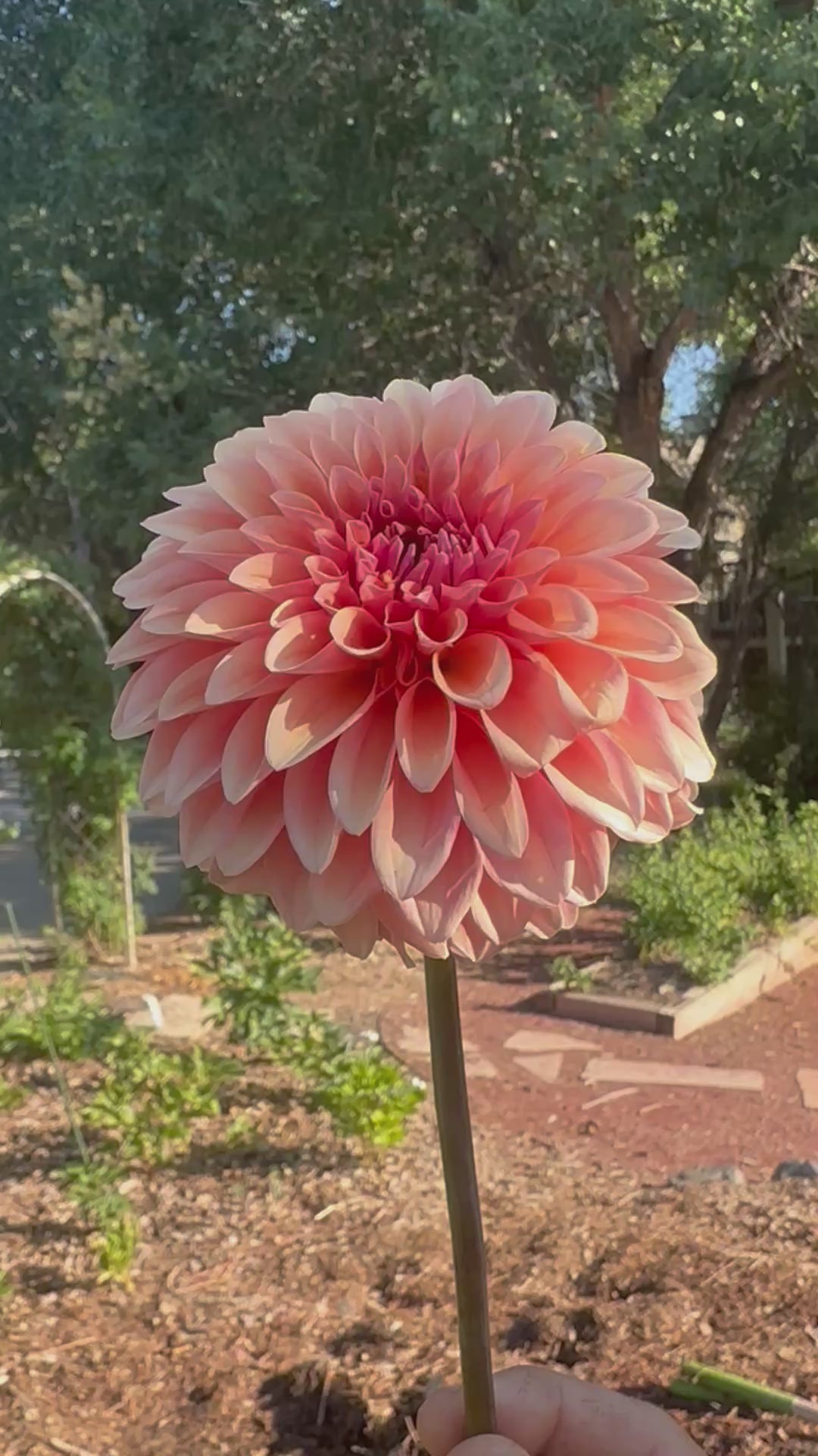 KA’s® Whisper dahlia