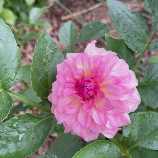 Levi’s dreamwalk dahlia