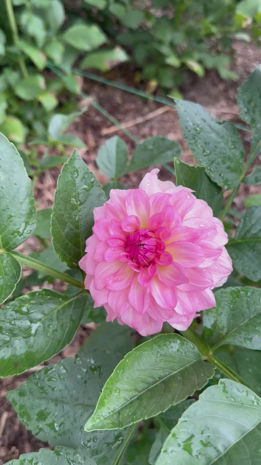 Levi’s dreamwalk dahlia