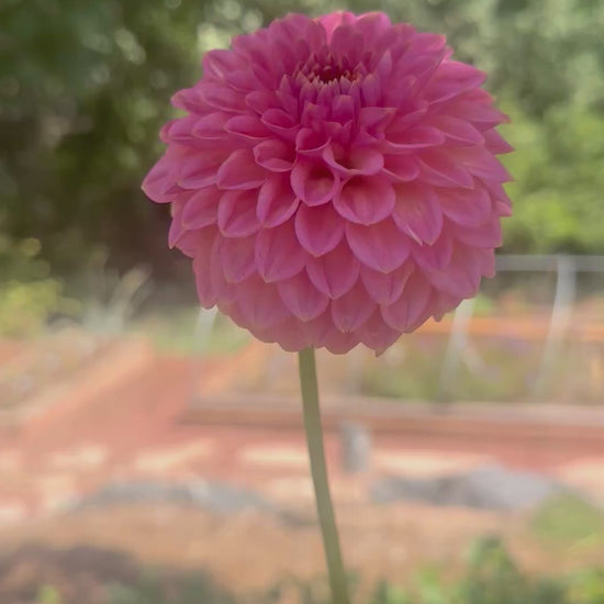 KA’s® Morning Dew dahlia