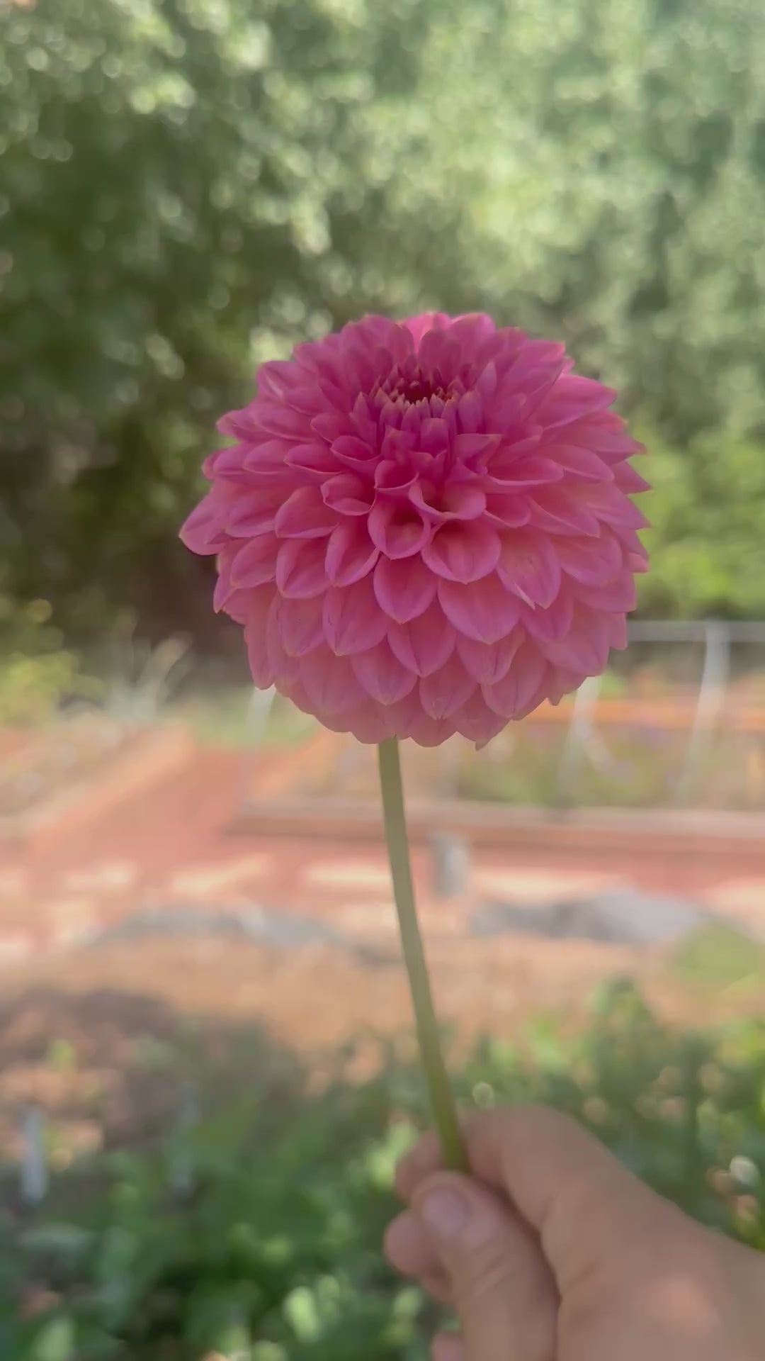 KA’s® Morning Dew dahlia
