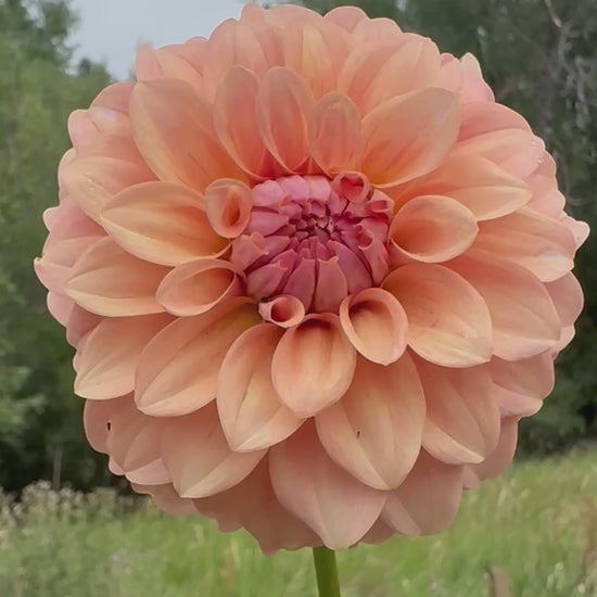 RM Peachy Pink dahlia
