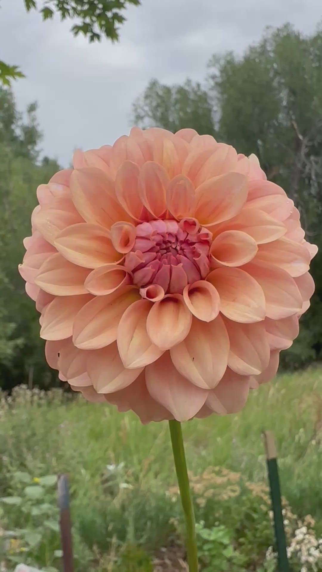 RM Peachy Pink dahlia