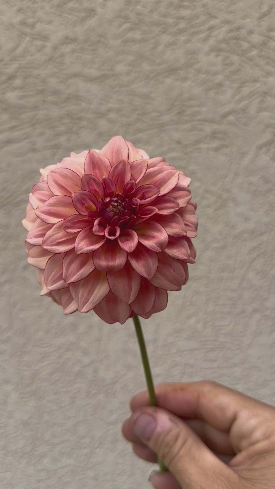 ＊Dahlia＊ページ VAN ZYVERDEN INC Dahlia Jumbo Blend Bulbs (4-Pack) 36761